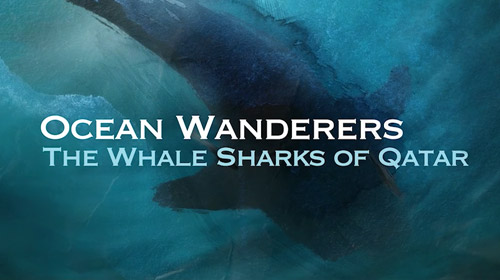 Ocean Wanderers: The Whale Sharks of Qatar